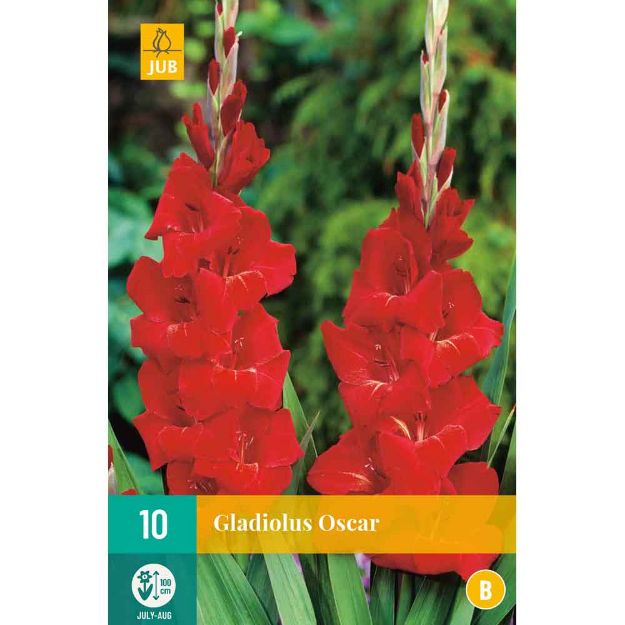 Image de 10 Bulbes de fleurs de glaieuls oscar