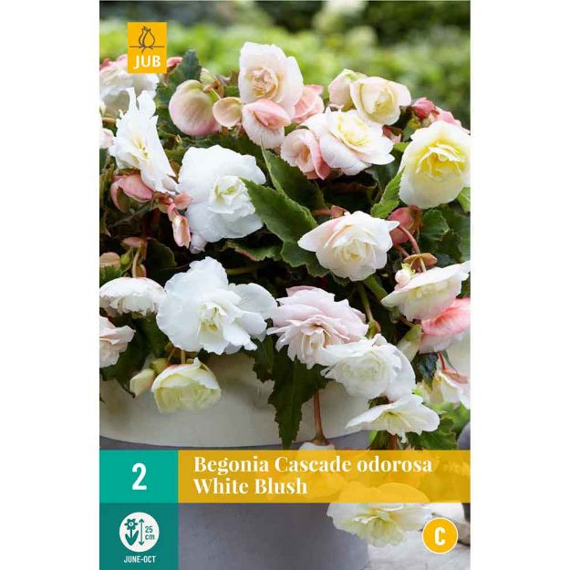 Image de 3 Bulbes de fleurs de begonias cascade odorosa white blush