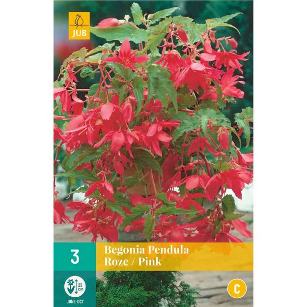 Image de 3 Bulbes de fleurs de begonias pendula rose