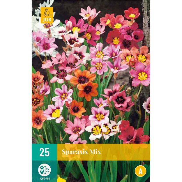 Image de 25 Bulbes de fleurs de sparais mix