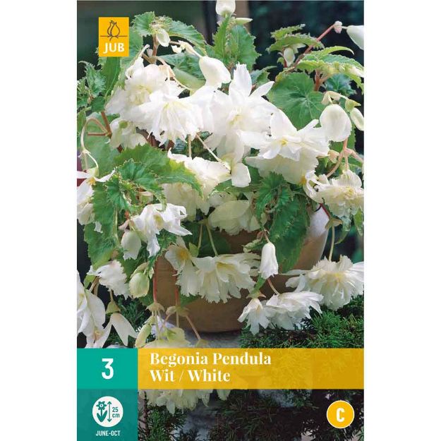 Image de 3 Bulbes de fleurs de begonias pendula blanc
