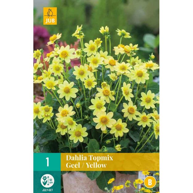 Image de 1 Bulbe de fleur de dahlia topmi jaune