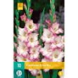 Image de 10 Bulbes de fleurs de glaieuls priscilla