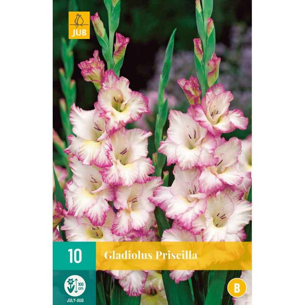 Image de 10 Bulbes de fleurs de glaieuls priscilla