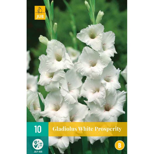 Image de 10 Bulbes de fleurs de glaieuls white prosperity
