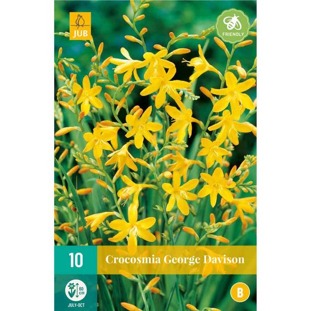 Image de 10 Bulbes de fleurs de crocosmias george davison