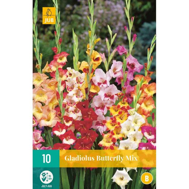 Image de 10 Bulbes de fleurs de glaieuls butterfly mix