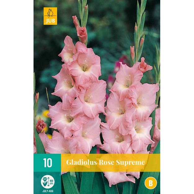 Image de 10 Bulbes de fleurs de glaieuls rose supreme