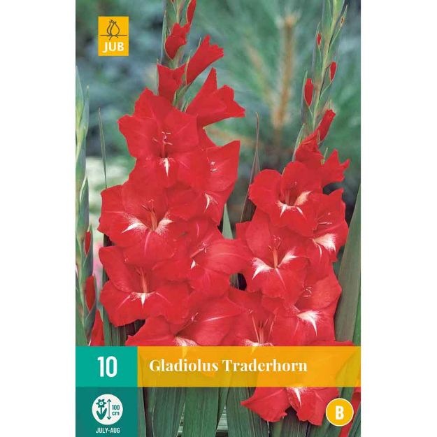 Image de 10 Bulbes de fleurs de glaieuls traderhorn