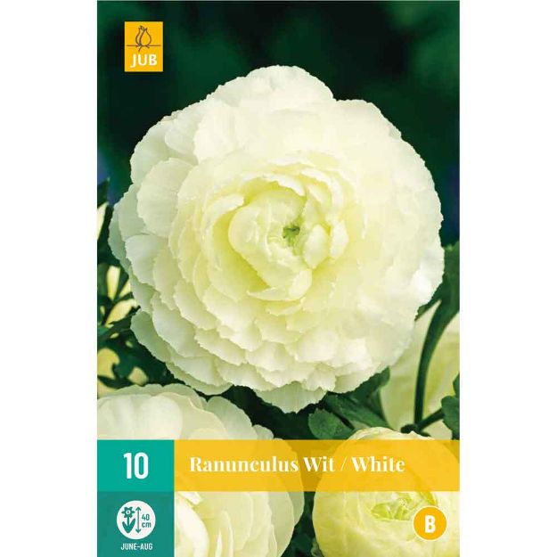 Image de 10 Bulbes de fleurs de ranunculus blanc