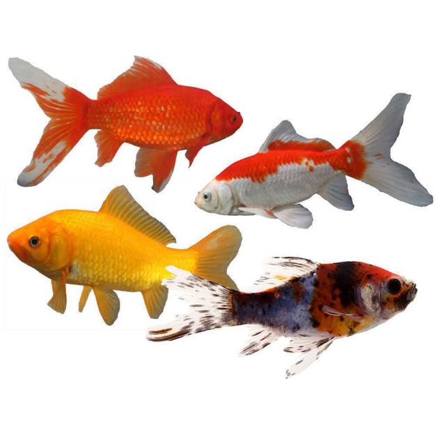 Image de Poisson étang Mix poissons rouges 4-7cm