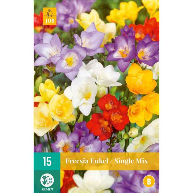 Image de 15 Bulbes de fleurs de freesias simple mix