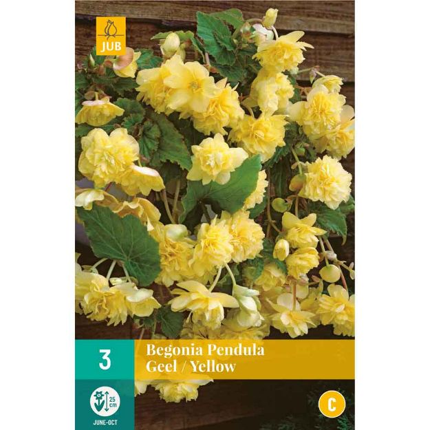 Image de 3 Bulbes de fleurs de begonias pendula jaune