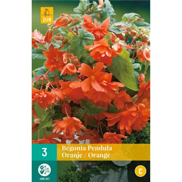 Image de 3 Bulbes de fleurs de begonias pendula orange