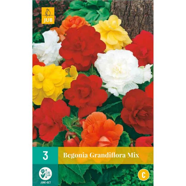 Image de 5 Bulbes de fleurs de begonias grandiflora mix
