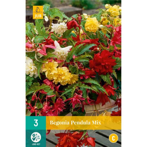 Image de 5 Bulbes de fleurs de begonias pendula mix