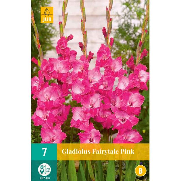 Image de 7 Bulbes de fleurs de glaieuls fairytale pink