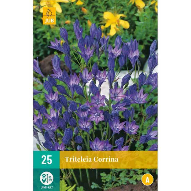 Image de 25 Bulbes de fleurs de triteleias corrina