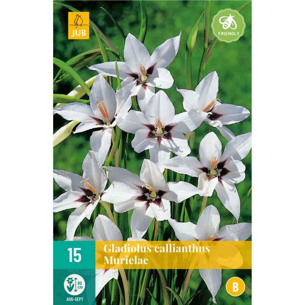 Image de 15 Bulbes de fleurs de gladiolus callianthus murielae