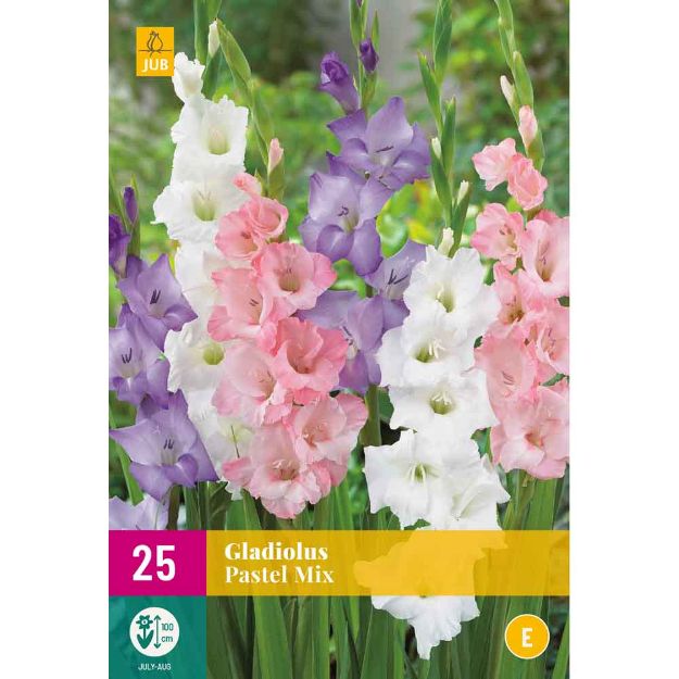 Image de 25 Bulbes de fleurs de glaieuls pastel mix