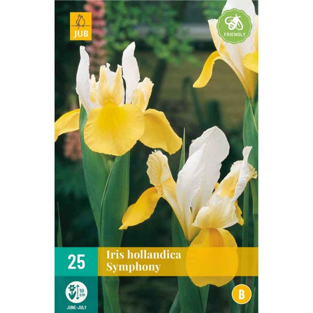 Image de 25 Bulbes de fleurs iris hollandica symphony