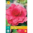 Image de 3 Bulbes de fleurs de begonias grandiflora rose