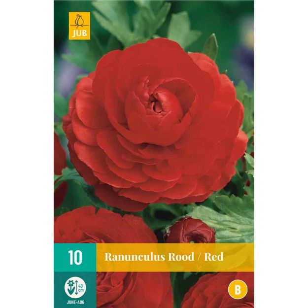 Image de 10 Bulbes de fleurs de ranunculus rouge