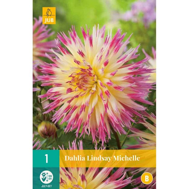 Image de 1 Bulbe de fleur de dahlia lindsay michelle
