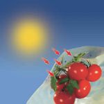 Image de TOMATOTUBE-Housse tomates LDPE 50 microns- 0,60x10m