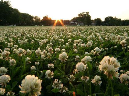Voir les produits de la catégorie Semences d'engrais vert Image de la catégorie Semences d'engrais vert