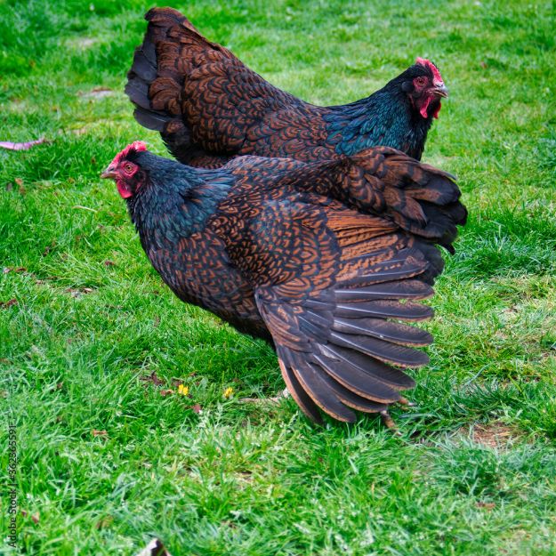 Image de Poule BARNAVELDER