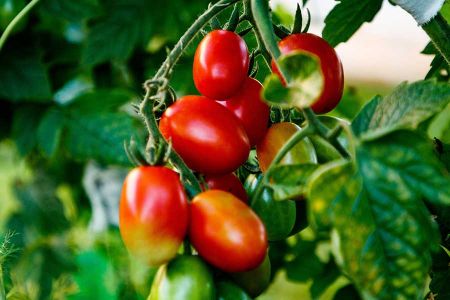 Voir les produits de la catégorie LEGUMES Image de la catégorie LEGUMES