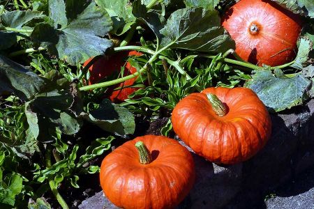 Voir les produits de la catégorie Potiron et courge Image de la catégorie Potiron et courge
