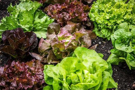 Voir les produits de la catégorie Salade Image de la catégorie Salade