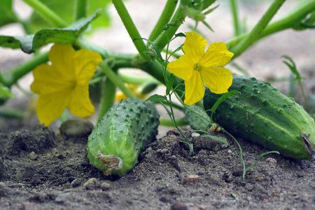 Voir les produits de la catégorie Légume greffé Image de la catégorie Légume greffé