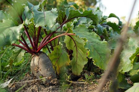 Voir les produits de la catégorie Mix légume en barquette Image de la catégorie Mix légume en barquette