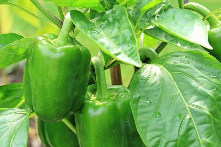 Voir les produits de la catégorie Poivron et piment Image de la catégorie Poivron et piment