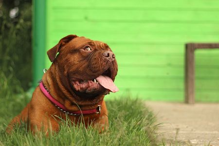 Voir les produits de la catégorie Accessoire pour chien Image de la catégorie Accessoire pour chien