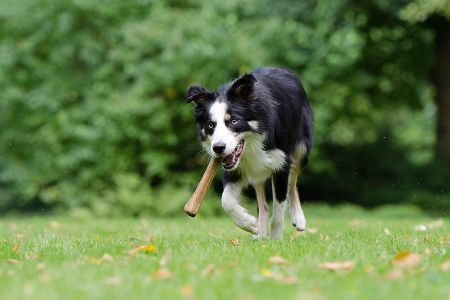 Voir les produits de la catégorie Snack pour chien Image de la catégorie Snack pour chien