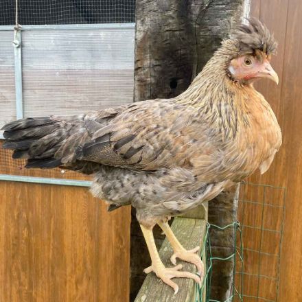 Agrandir l'image de Poule Cream LEGBAR Image de Poule Cream LEGBAR