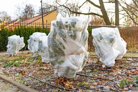 Voir les produits de la catégorie Hivernage Image de la catégorie Hivernage