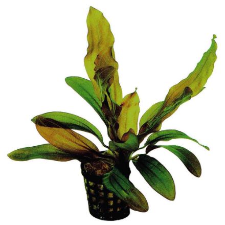 Agrandir l'image de Plante Echinodorus Rubin 5 Cm En Pot Image de Plante Echinodorus Rubin 5 Cm En Pot