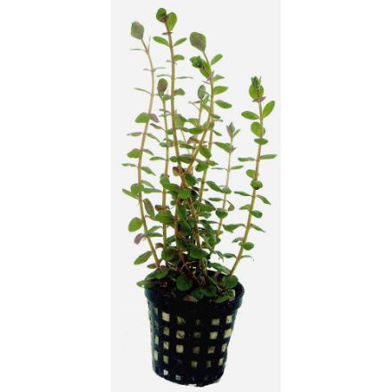 Agrandir l'image de Plante Rotala Rotundifolia 5 Cm En Pot Image de Plante Rotala Rotundifolia 5 Cm En Pot
