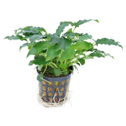 Agrandir l'image de Plante Schismatoglottis Prietoi 5 Cm En Pot Image de Plante Schismatoglottis Prietoi 5 Cm En Pot