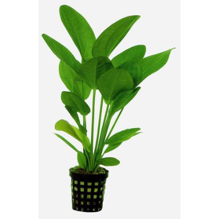 Agrandir l'image de Plante Echinodorus Harbii 5 Cm En Pot Image de Plante Echinodorus Harbii 5 Cm En Pot
