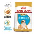 Image de BHN English Bulldog Puppy 12kg