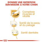 Image de BHN Jack Russell Adult 3kg