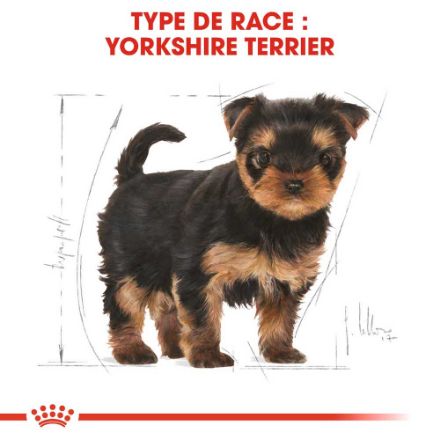 Agrandir l'image de BHN Yorkshire Ter. Puppy 1,5kg Image de BHN Yorkshire Ter. Puppy 1,5kg