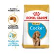 Image de BHN Cocker Puppy 3kg