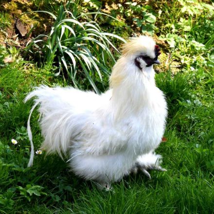 Agrandir l'image de Coq d'ornement Image de Coq d'ornement